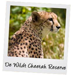 De WIldt Cheetah Farm