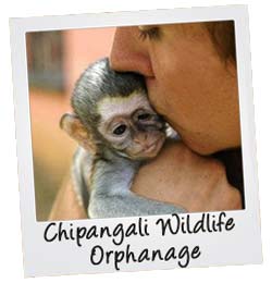 Chipangali Rescue