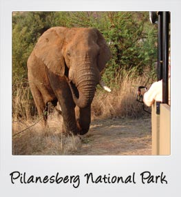 Pilanesburg national Park