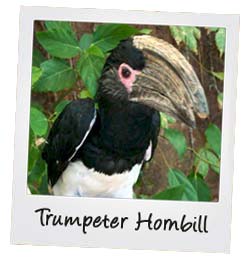 Trumpeter Hornbill