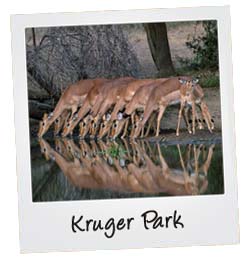Kruger park