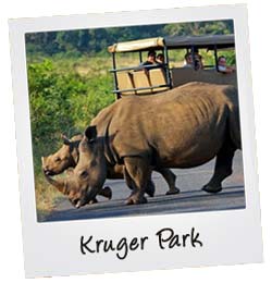 Kruger park